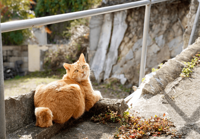 階段でくつろぐ猫